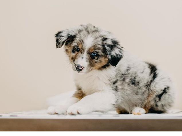 Puppy Fund