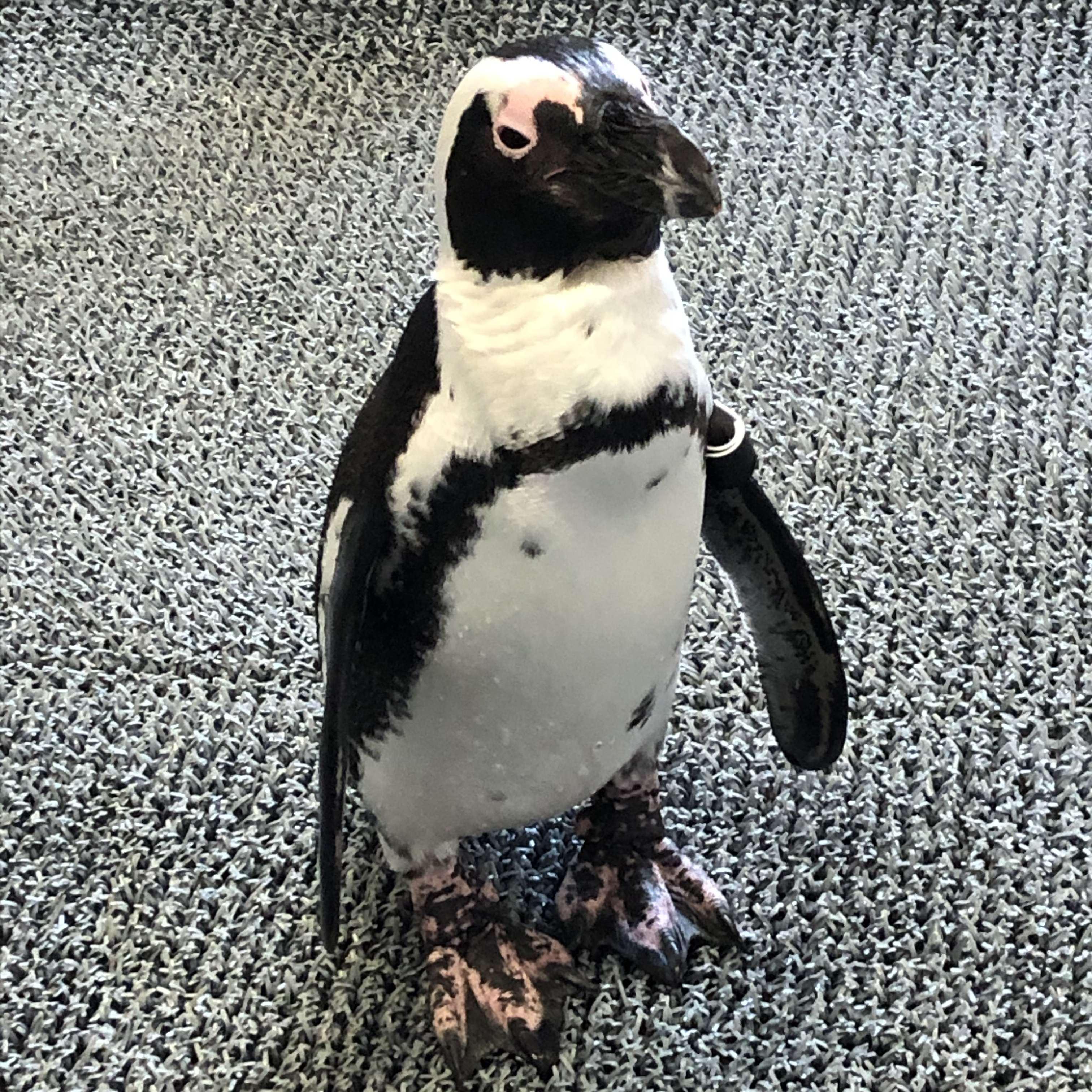 Penguin