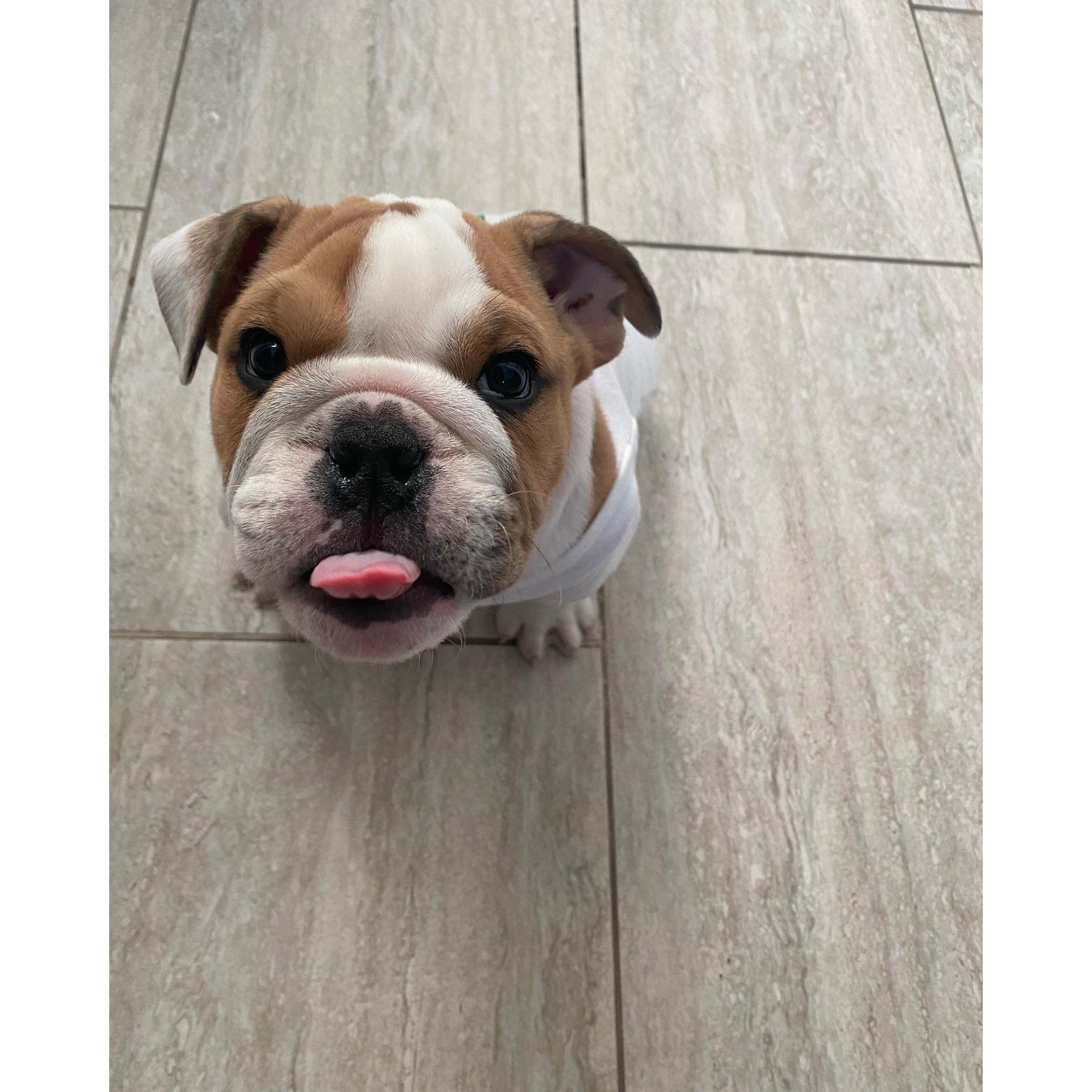 Our 1st furbaby 