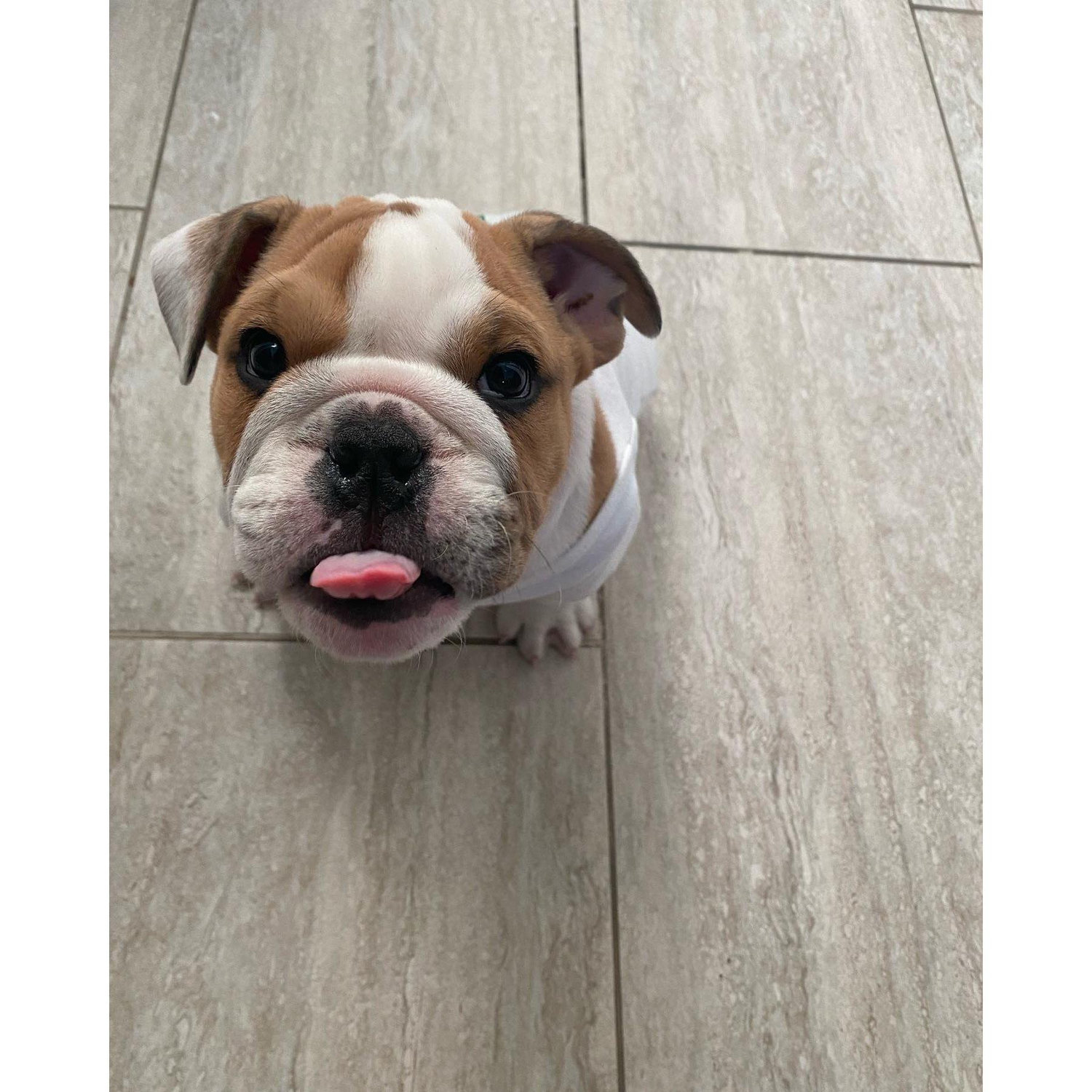 Our 1st furbaby 