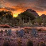 Desert Botanical Gardens