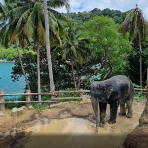 Patong Elephant Sanctuary