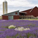 Lavender Hill Farm