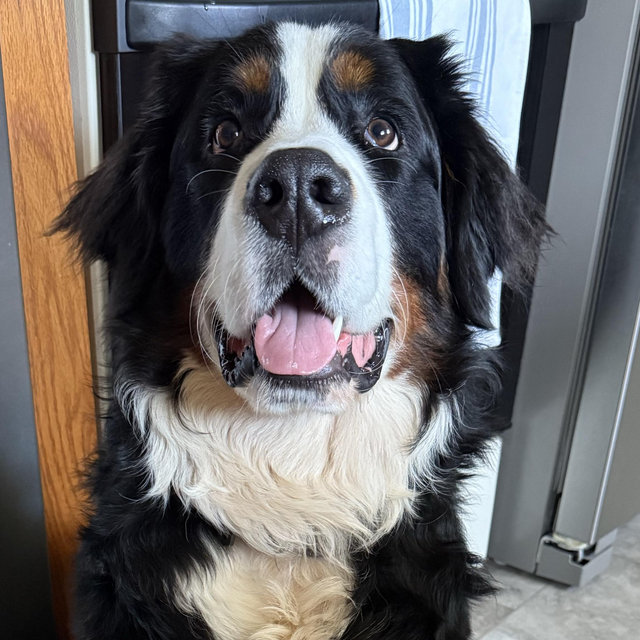 Dog Daycare For Our Honeymoon