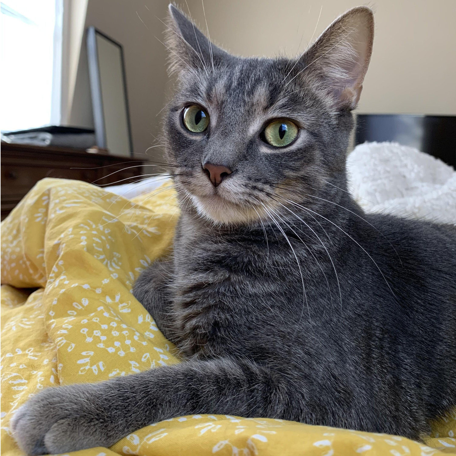 Doc - he's cute, but a dust-covered menace