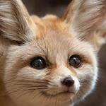 Los Angeles Zoo ($22)