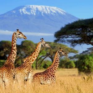 African Safari Honeymoon