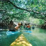 Lido Key Mangrove Kayak Tours