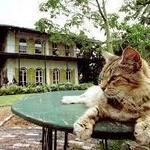 Explore the Hemingway Home and Museum
