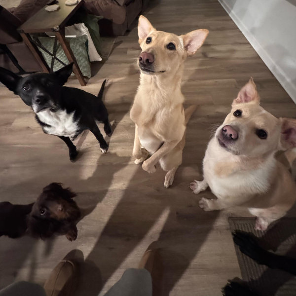 Year's Supply Of Pet Treats