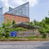 Tennessee Aquarium