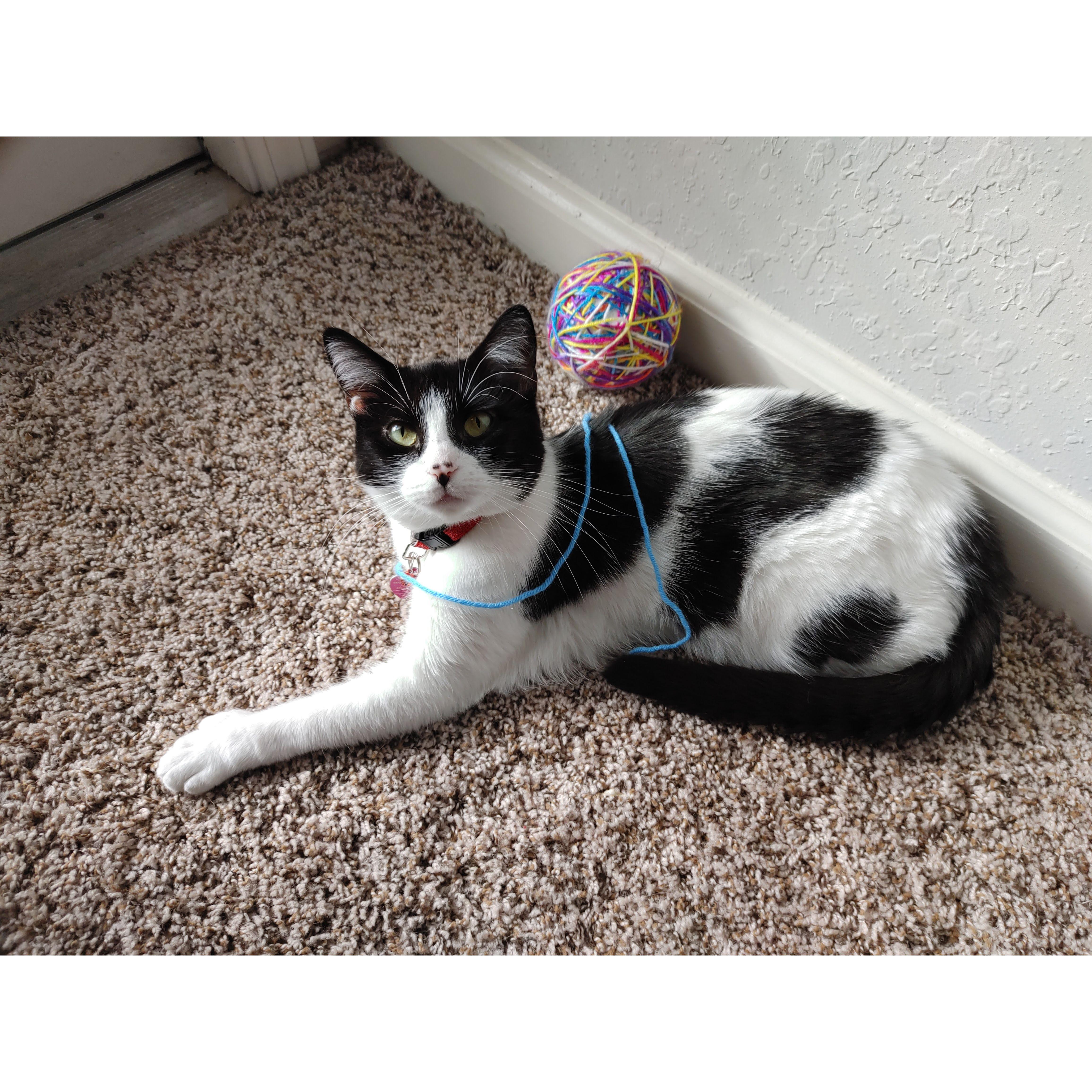Oreo playing with yarn.