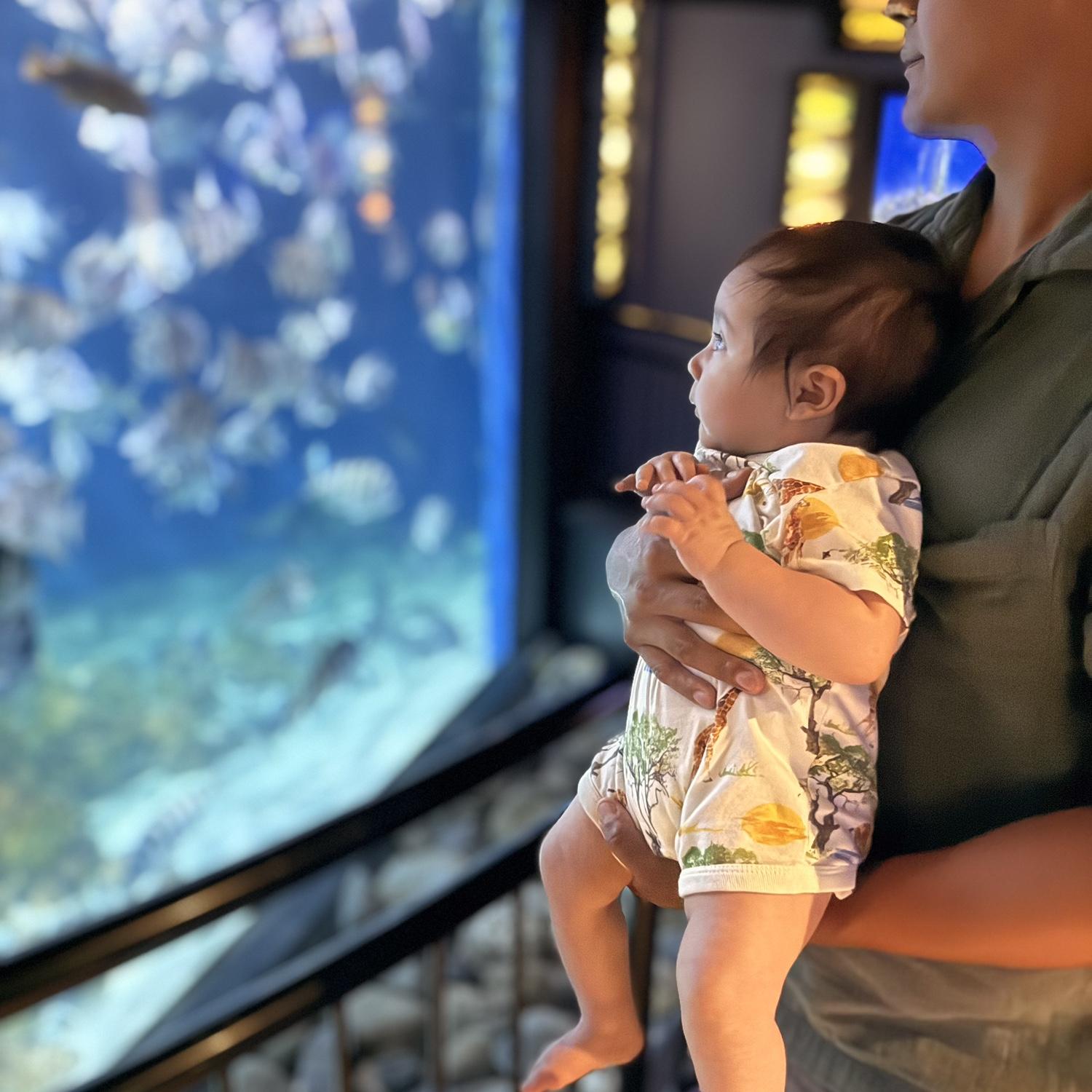 Baby Jeffrey at Fort Fisher Aquarium in Wilmington, NC.