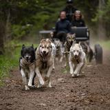 Snowy Owl Sled Dog Tours Inc