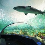 Ripley's Aquarium of Canada