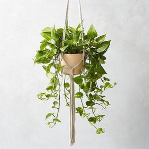 macramé plant holder