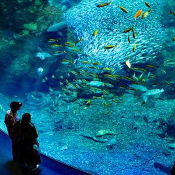 Date at Enoshima Aquarium