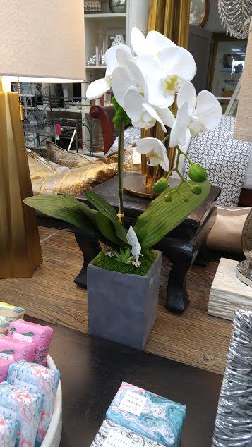 Orchid in Cement Pot