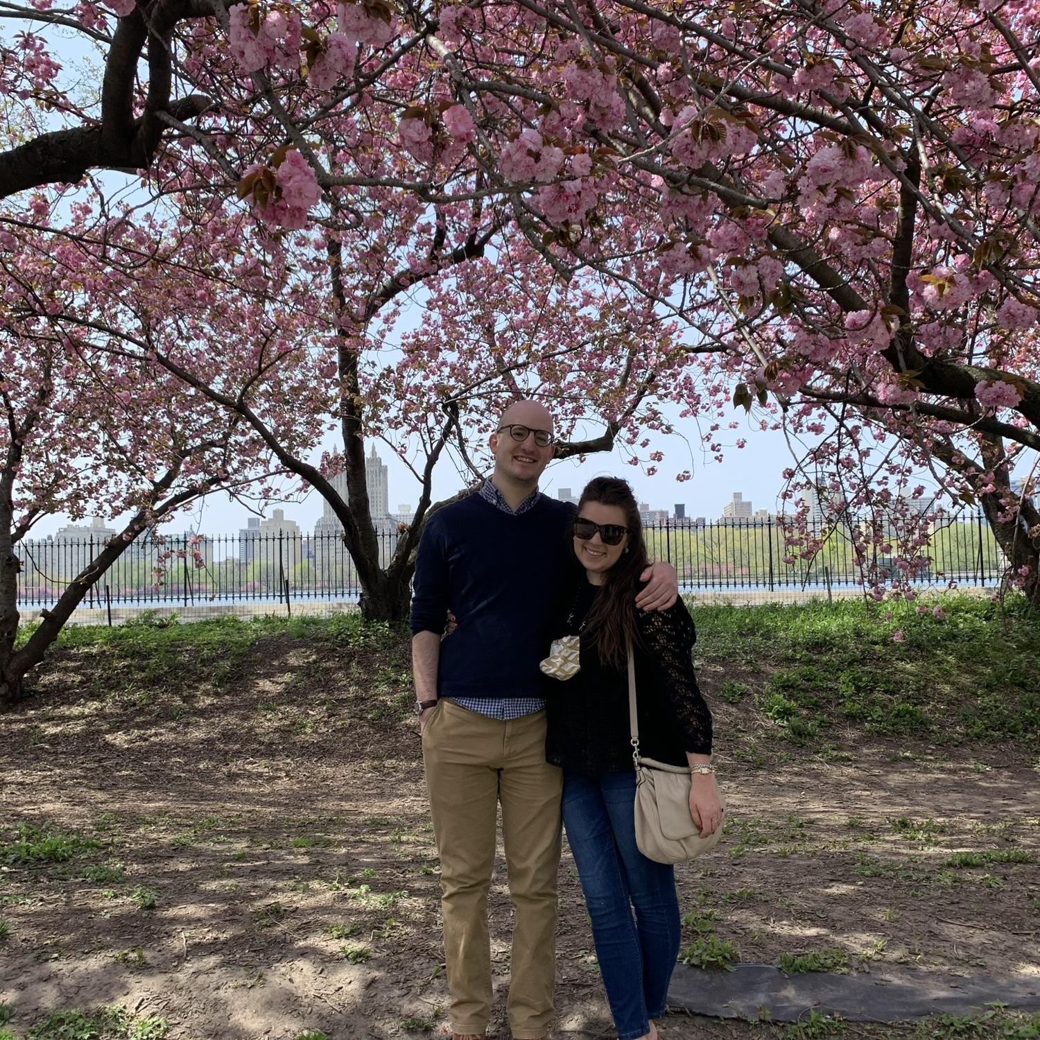 Cherry blossoms in Central Park, NYC. April 2021