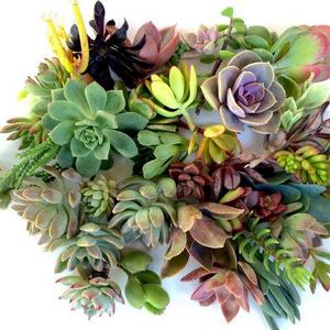 WesternSucculents - 20 succulent clippings succulent cuttings 20 different succulent clippings succulent kit succulent garden