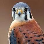 The Raptor Trust