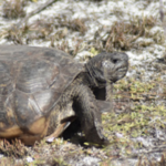 The Naples Preserve (gopher tortoises preserve)