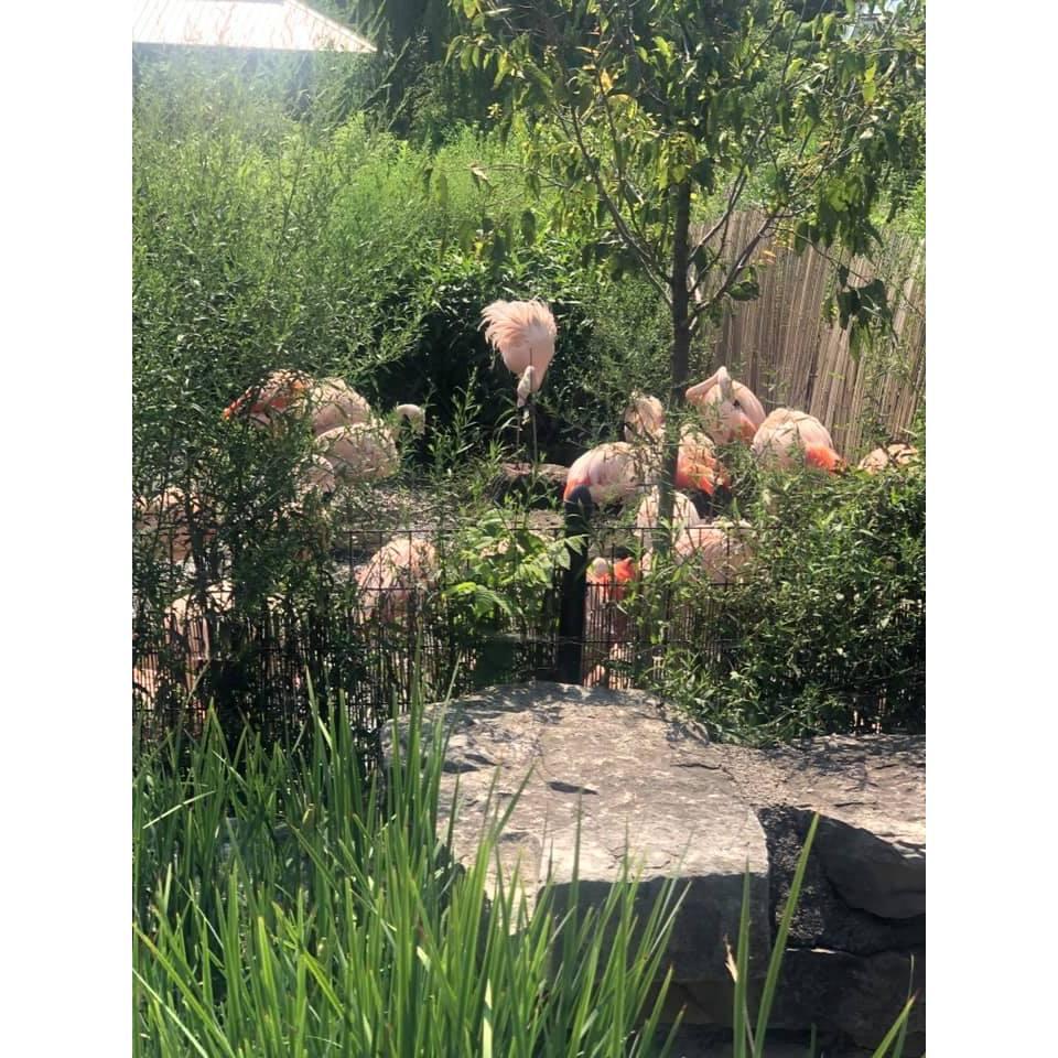 Lincoln Park Zoo Flamingos 