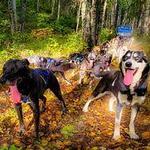 Dog Sledding