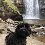 Looking Glass Falls