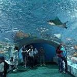 Shedd Aquarium