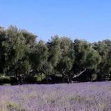 Olive + Lavender Farms