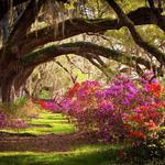 Magnolia Plantation and Gardens