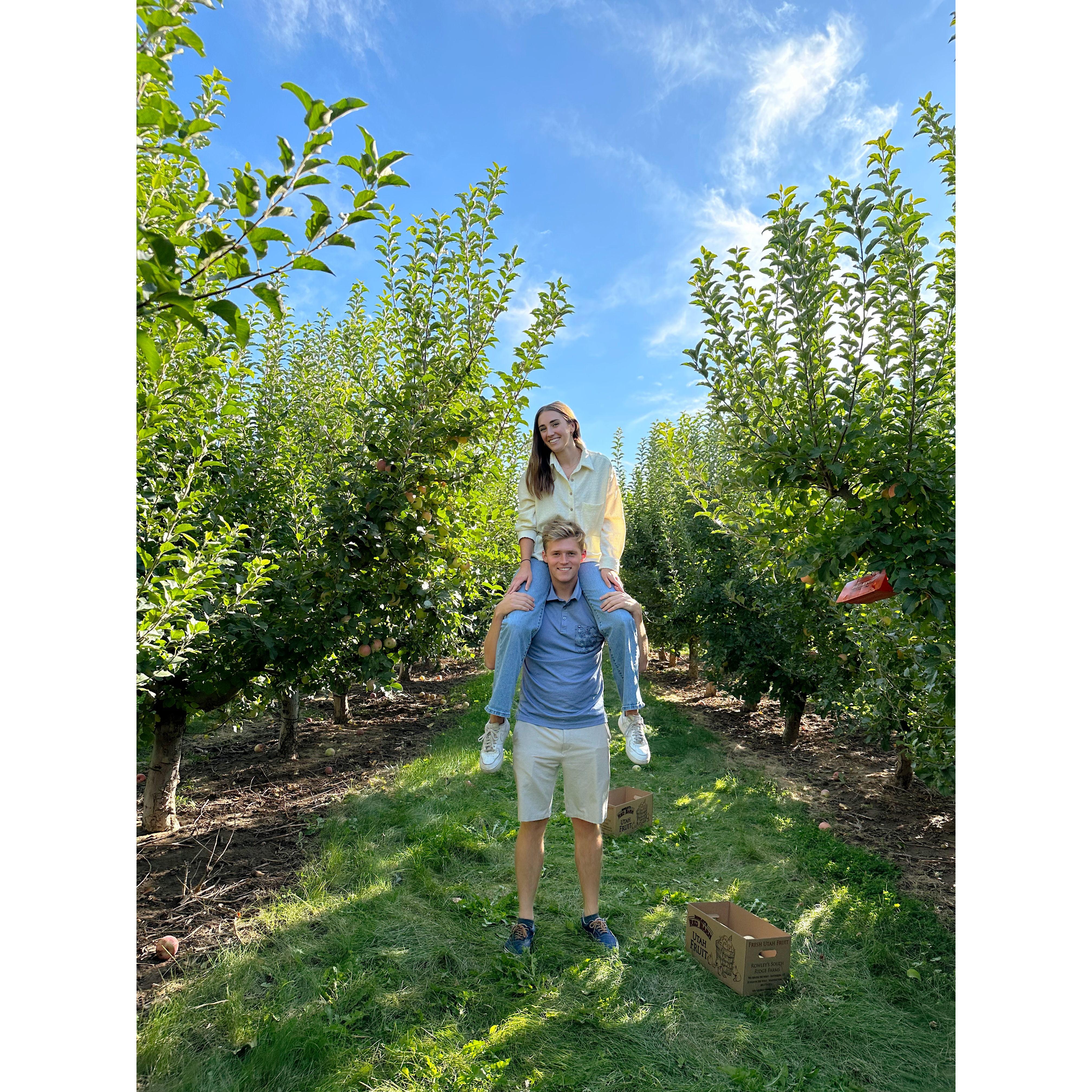 Apple picking! We created a good strategy to get the high up ones.