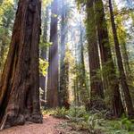 Big Basin Redwoods State Park