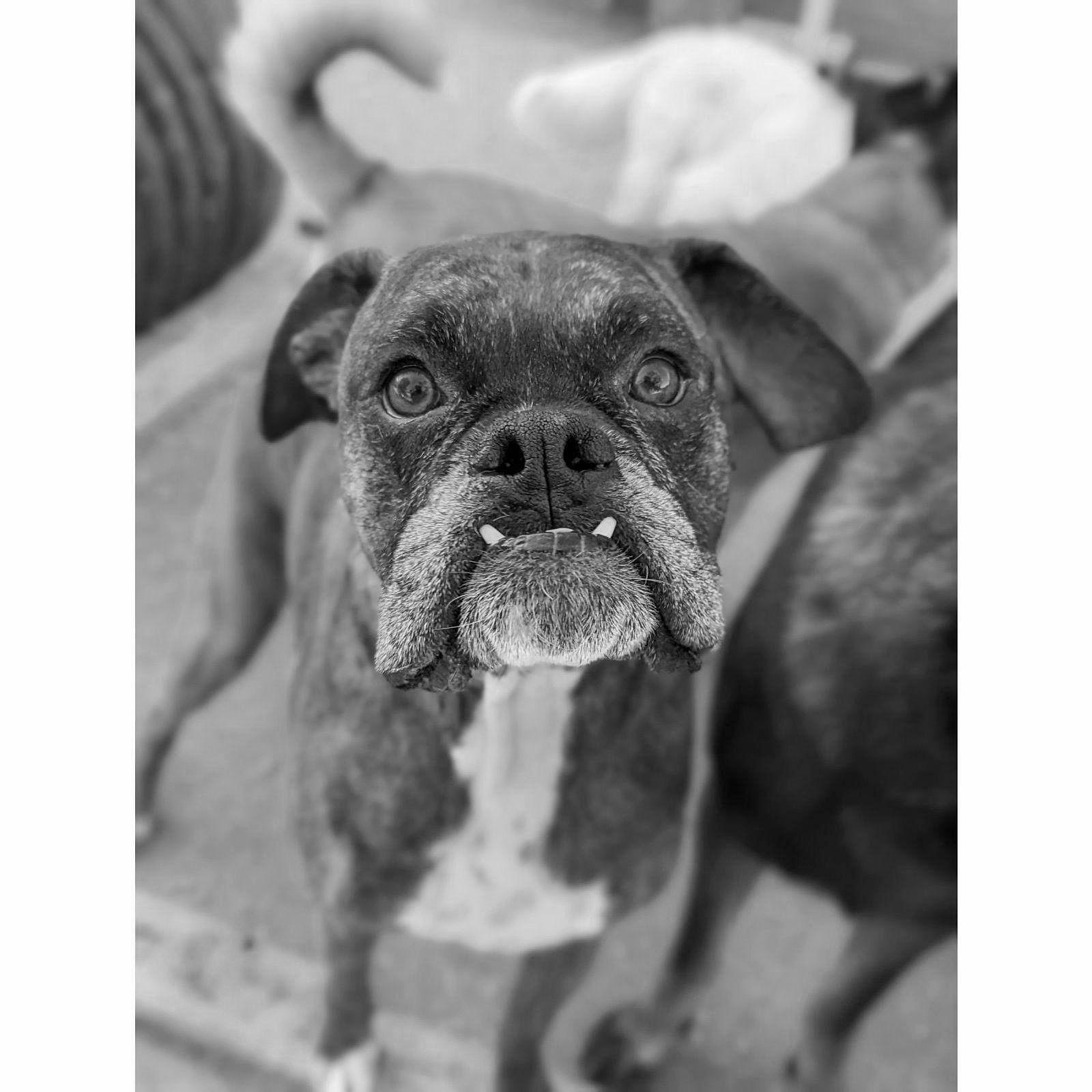 Our baby Jax!