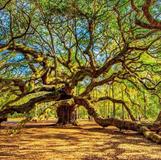 Angel Oak Tree