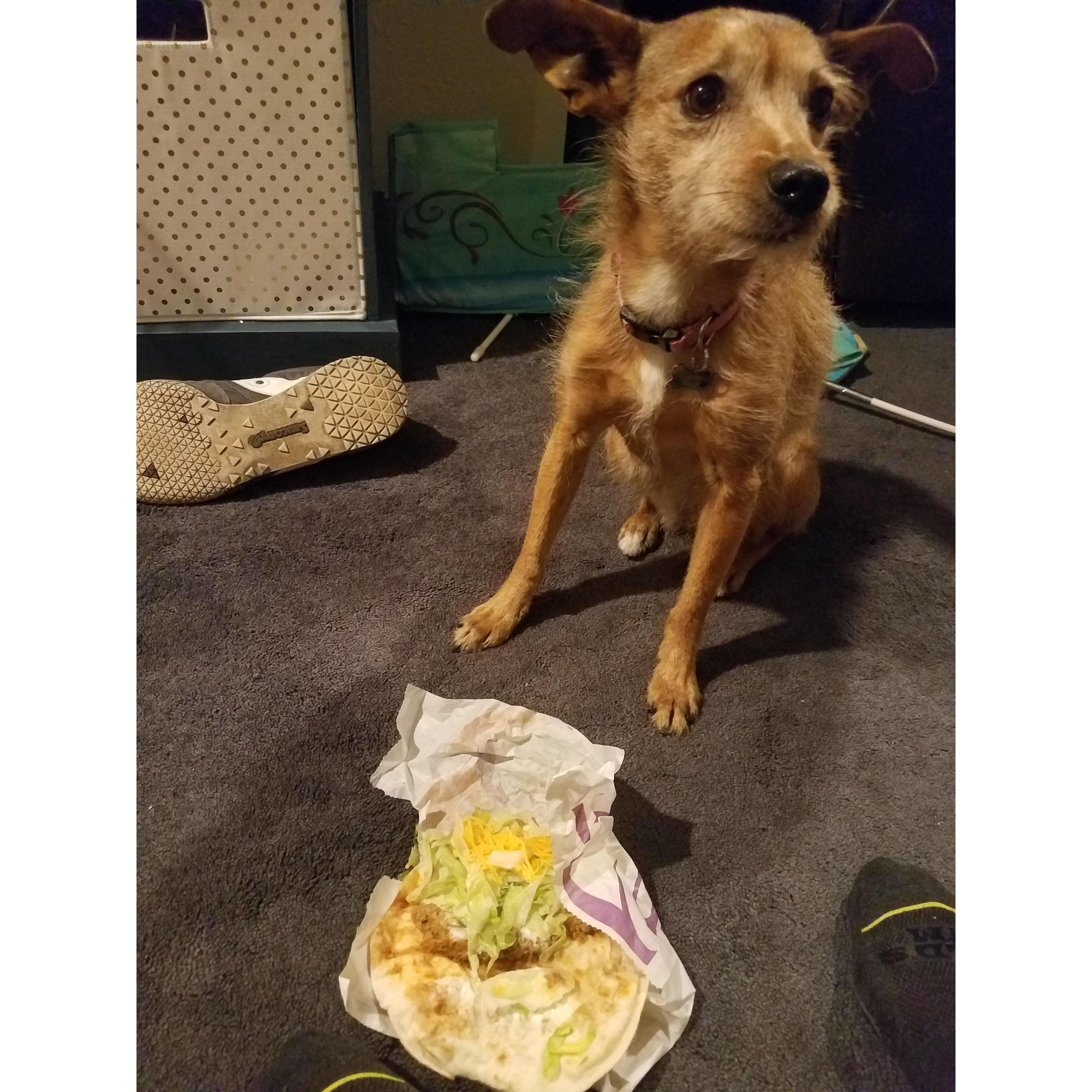 Cricket about to crush some Taco Bell