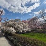Brooklyn Botanic Garden