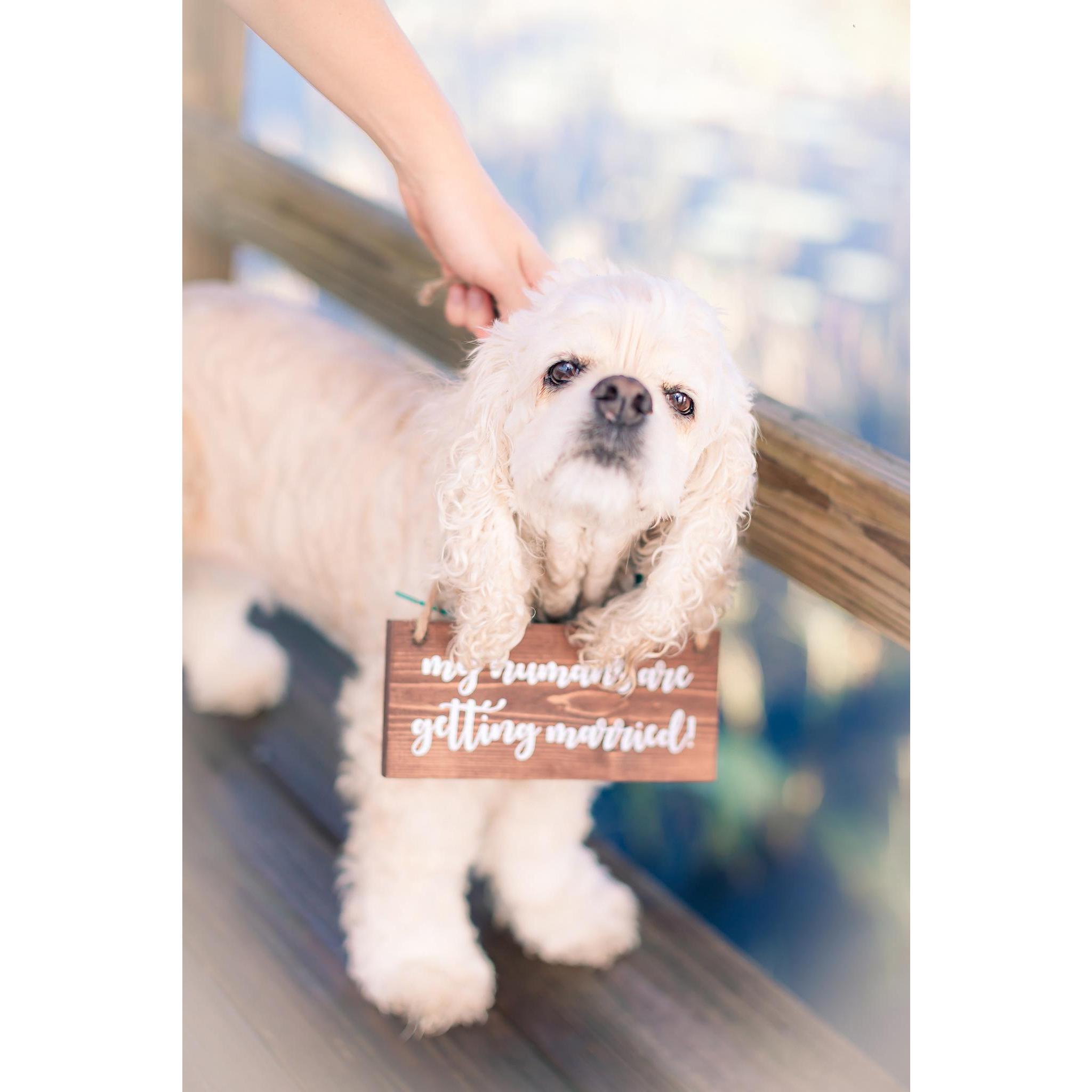 We can just hear Pebbles saying, "My humans are getting married." Pebbles is the sweetest most beloved pup around.