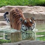 Saint Louis Zoo