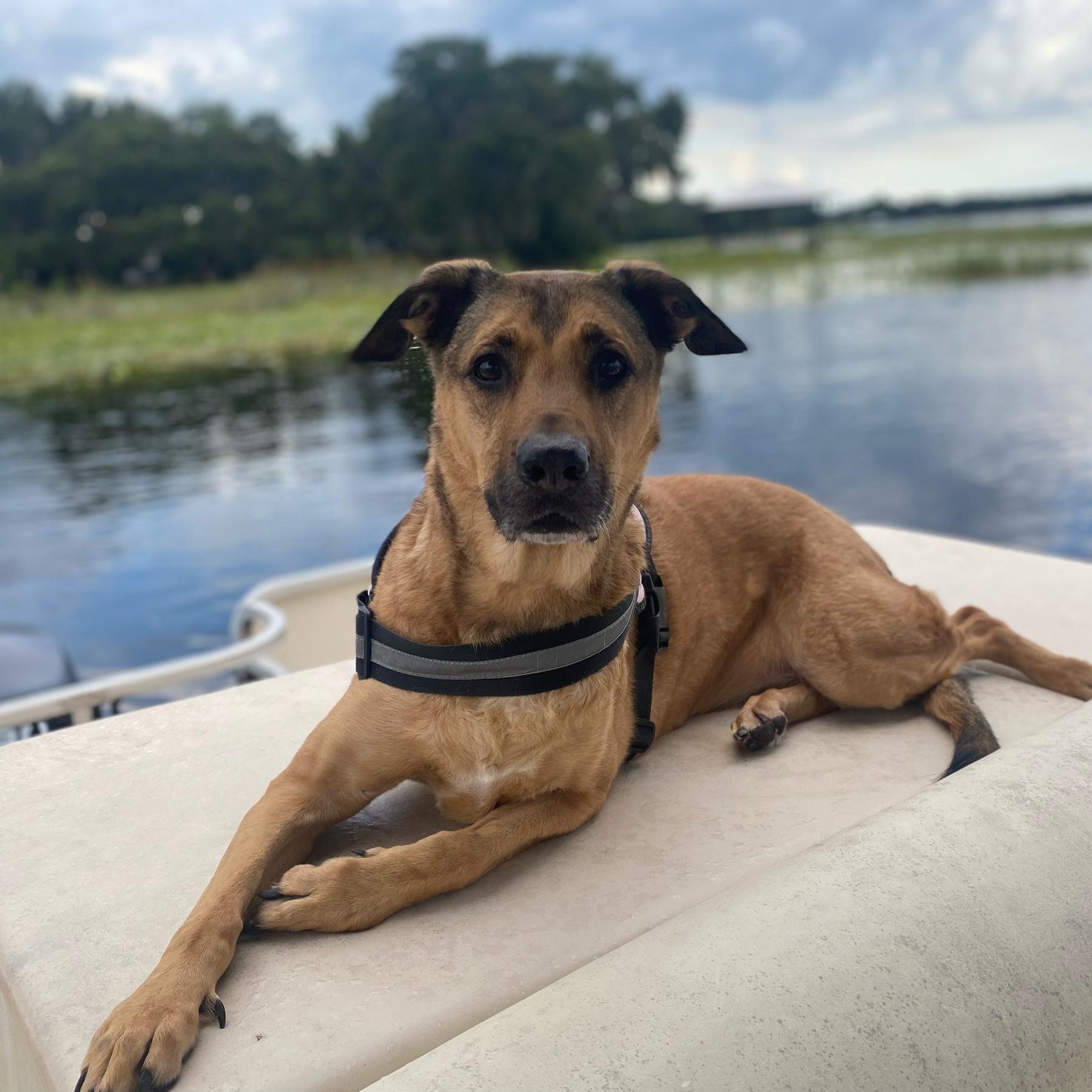 Puppy Sitter during the Honeymoon