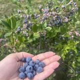 Bulldog Berries