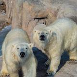 Saint Louis Zoo