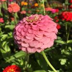 Lamberton Conservatory