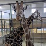 Boulder Ridge Wild Animal Park