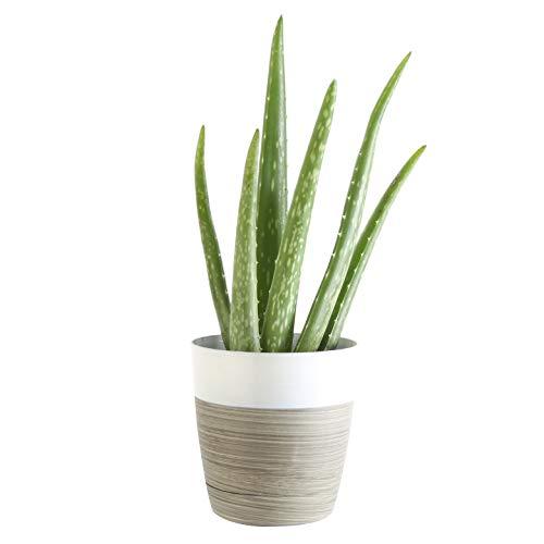 Costa Farms Aloe Vera Live Indoor House Plant, 10-Inch Tall, White Planter