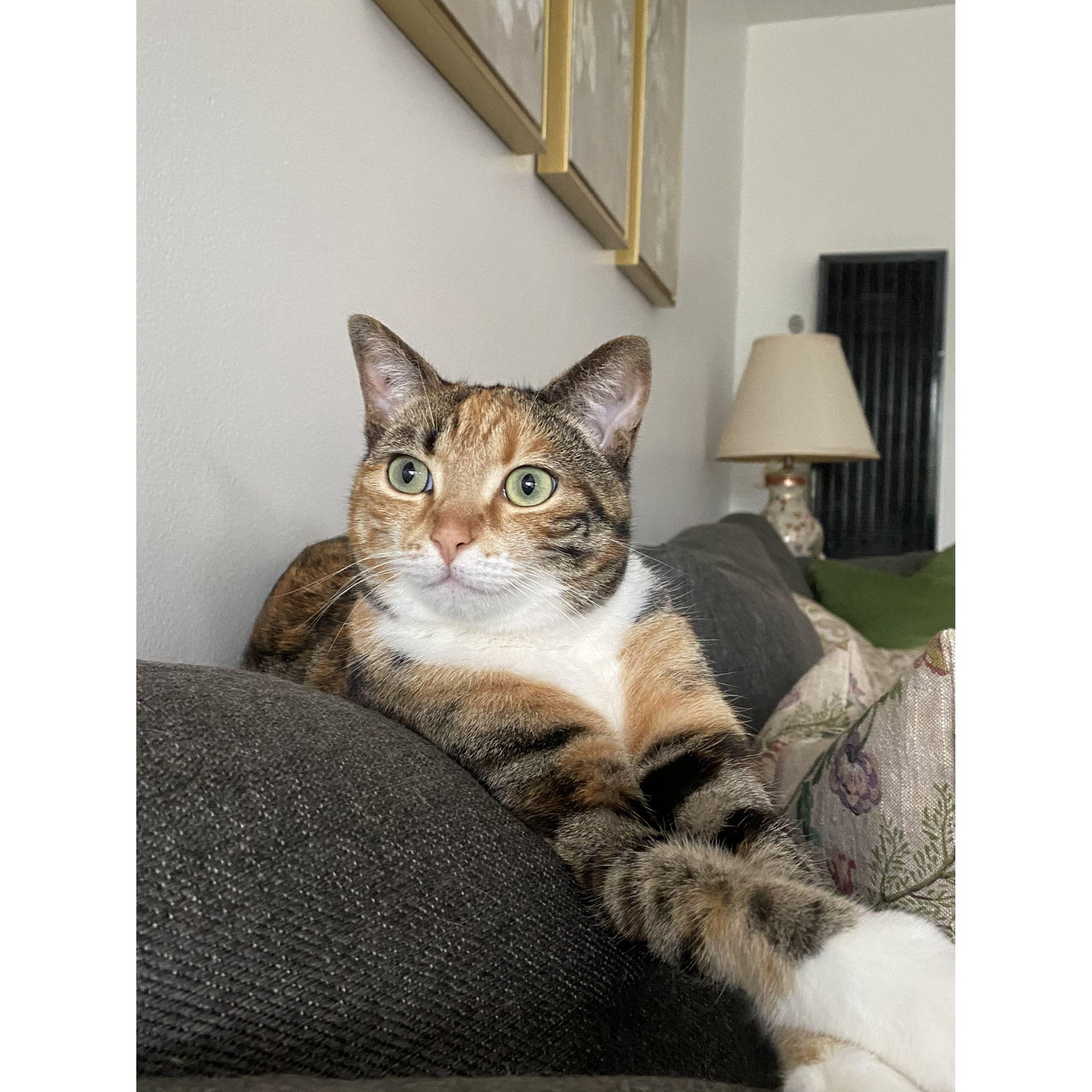 Daisy