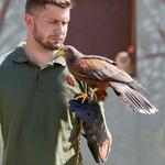 Falconer for a Day