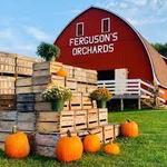 Ferguson's Apple Orchard