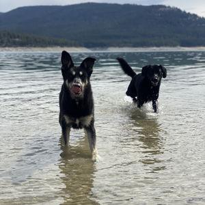 Year's Supply Of Dog Food for Kylo & Obi